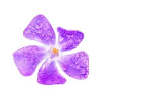 Purple with wet petals on white background photo