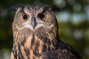 Portrait of owl with orange and black eyes photo