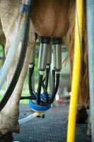Automatic milking cow photo