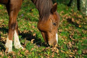 caballo comiendo en un prado de hojas foto