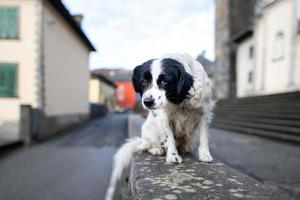 An abandoned dog standing on a wall in a city photo