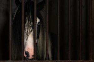 Horse in the cage of a stable photo