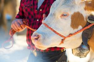 Sad cow tied by a cowboy in a farm photo