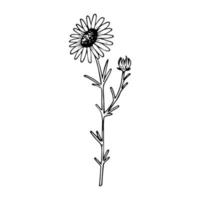 Hand drawn doodle chamomile. Camomile in realistic stype. Vector wildflower sketch. Outline.