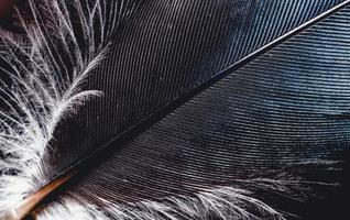 Close up detail of black feather photo