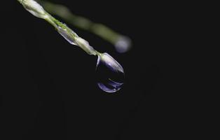 pequeña gota de agua al final de la hoja de hierba y fondo oscuro foto