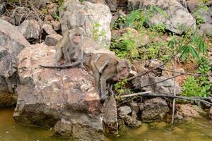 The monkey is sitting on the rock at reservior. photo