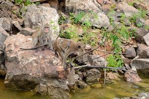 The monkey is sitting on the rock at reservior. photo