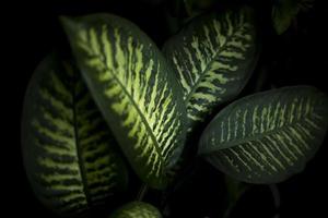 House plant. Green leaf of plant. Interior details. photo