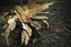 Broken tree in woods. Large spruce tree fell. Old tree. photo