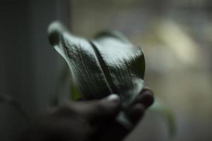 Green leaf of houseplant. House plant on window. photo