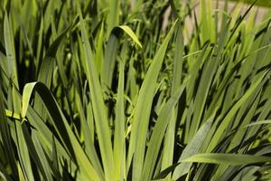 Green stems of plant. Garden plant without flowers. photo