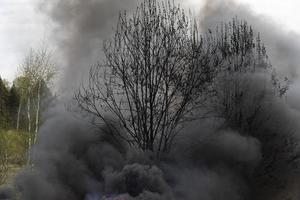 Nature is burning. Tree in smoke. Black smoke in forest. photo