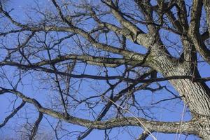 Branches without leaves. Tree against blue sky. Shoot branches from bottom up. photo