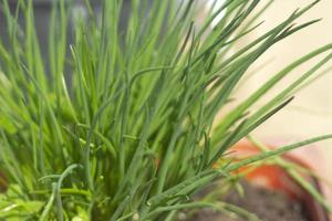 las cebollas verdes crecen en verano en maceta. cultivando vegetales. foto