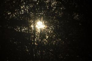 Light glares on water. Morning in woods. photo