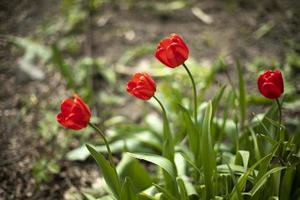 Flowers in flower bed. Tulips in summer. photo