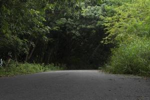 caminos curvos de la carretera asfaltada. rodeado de árboles de hierba verde. senderos sombríos llenos de paisajes naturales de provincia. foto