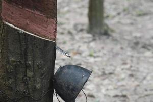 Rubber tree with Plastic pot held up. Latex where there is no flow. With many rubber trees in plantation. photo