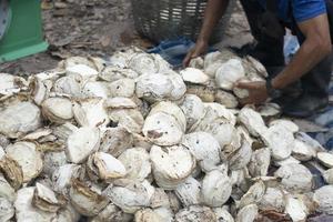 productos agrícolas de caucho por terrones de látex. imagen de fondo de los brazos peludos sosteniéndolo. foto