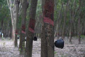 árbol de caucho con maceta de plástico sostenida. látex donde no hay flujo. con muchos árboles de caucho en plantación. foto