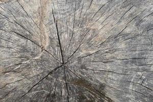 Above view of the core of the dry stump. for background and textured. photo