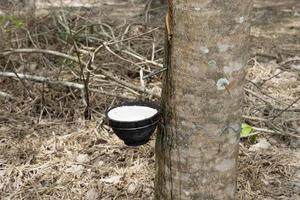 Latex of rubber tree in the pot flowing down along the drill line according to the iron inserted. photo