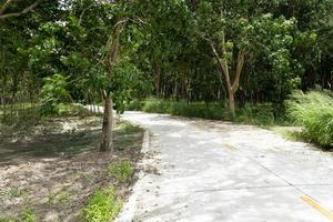 camino rural en tailandia. al lado con árboles de caucho. línea amarilla en el centro de la carretera de hormigón. foto