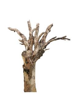 Dry tree trunk many branches. for background and textured with clipping path. photo