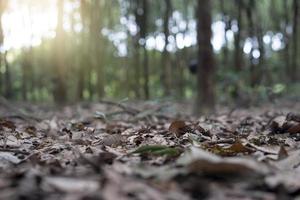 Blurred and close-up of dry leaves brown color. Blurred of rubber trees plantation with green leaves and morning light. photo