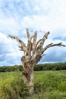 Dry tree trunk many branches. background is a bright green meadow. under the beautiful blue sky. photo