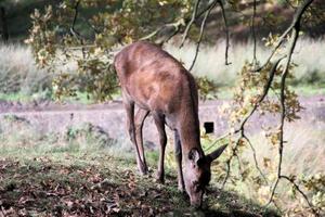 A view of a Red Deer in the Cheshire Countryside photo