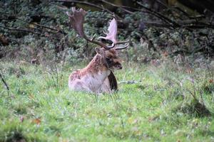 A view of a Fallow Deer in a field in Cheshire photo