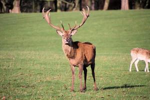 A view of a Red Deer in the Cheshire Countryside photo