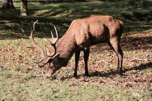 A view of a Red Deer in the Cheshire Countryside photo