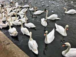 A view of a Mute Swan at Roundhay Park in Leeds photo