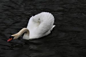 A view of a Mute Swan at Roundhay Park in Leeds photo