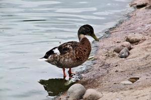 A close up of a Mallard Duck photo