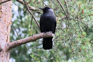 A view of a Jackdaw photo