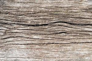 Beautiful wooden fracture old oak, natural texture close up photo