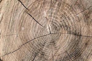 Beautiful wooden fracture old oak, natural texture close up photo