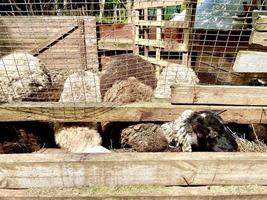 Sheep on the farm in the corral eat photo