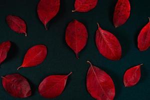 Autumn background of bright red leaves on black background. photo