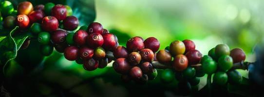 granos de café en el árbol en la montaña en la granja del norte de tailandia. foto