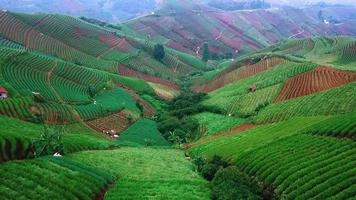 bela vista aérea da natureza na colina do turismo agrícola, terasering panyaweuyan, em majalengka, oeste de java-indonésia video