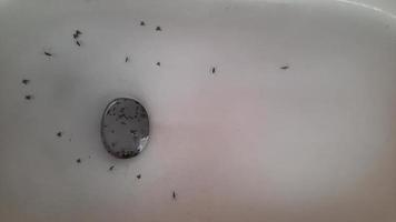 Video of mosquitoes in the toilet bowl. The mosquito is often a carrier of infectious diseases.