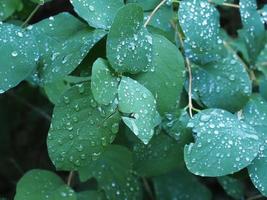 raindrops on leaves photo