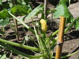 zucchini aka courgettes plant with yellow flower photo