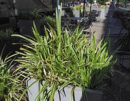 spider plant plant scient. name Chlorophytum comosum photo