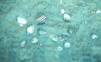 sea shells under clear transparent water photo